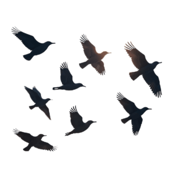 Bird silhouette